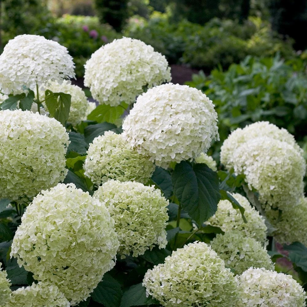 Incrediball® Hydrangea Shrub 2 Incrediball® Hydrangea Shrub - Image 2
