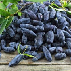 Indigo Gem Haskap (Honeyberry) -Evergreen Trees Sales Store Indigo GEm Haskap 2