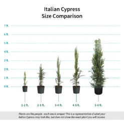 Italian Cypress 15 Italian Cypress -Evergreen Trees Sales Store Italian Cypress Size Comparison ugc test