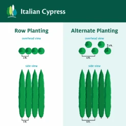 Italian Cypress 14 Italian Cypress -Evergreen Trees Sales Store ItalianCypress