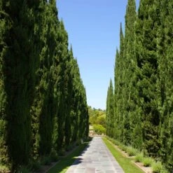 Italian Cypress 11 Italian Cypress -Evergreen Trees Sales Store Italian Cypress 1 FGT
