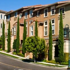 Italian Cypress 13 Italian Cypress -Evergreen Trees Sales Store Italian Cypress 3 FGT