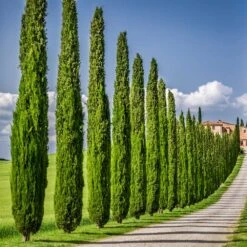 Italian Cypress 10 Italian Cypress -Evergreen Trees Sales Store Italian Cypress 6 FGT
