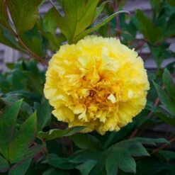 Bartzella Peony -Evergreen Trees Sales Store Itoh Peony Bartzella 4 FGT