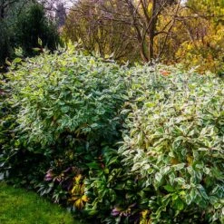 Ivory Halo Dogwood Shrub 7 Ivory Halo Dogwood Shrub -Evergreen Trees Sales Store Ivory Halo Dogwood 2