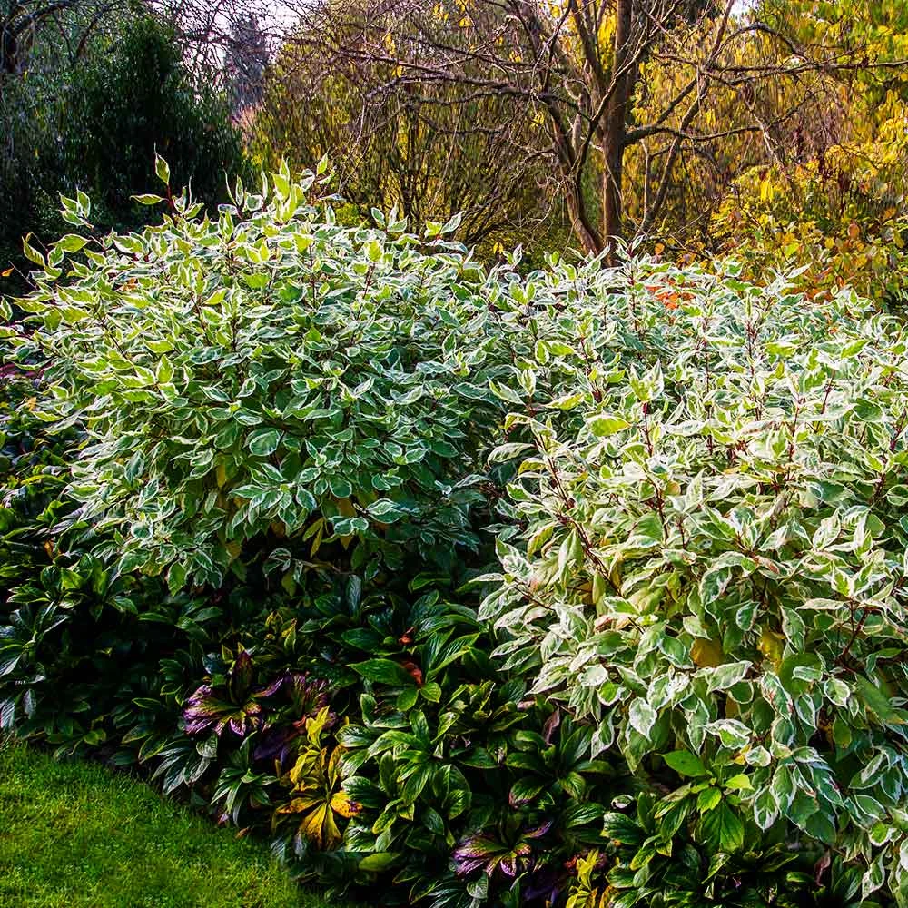 Ivory Halo Dogwood Shrub 4 Ivory Halo Dogwood Shrub - Image 4