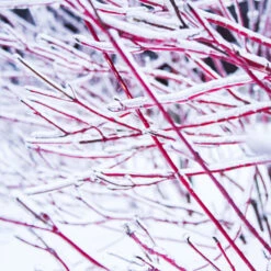 Ivory Halo Dogwood Shrub 6 Ivory Halo Dogwood Shrub -Evergreen Trees Sales Store Ivory Halo Dogwood 4