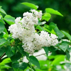 Ivory Silk Japanese Lilac Tree -Evergreen Trees Sales Store Ivory Silk Lilac 2