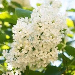 Ivory Silk Japanese Lilac Tree -Evergreen Trees Sales Store Ivory Silk Lilac 4