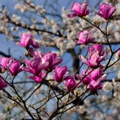 Jane Magnolia -Evergreen Trees Sales Store Jane Magnolia 4 FGT