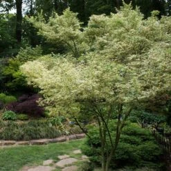 Butterfly Japanese Maple Tree -Evergreen Trees Sales Store Japanese Maple BUtterfly 1