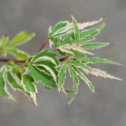 Butterfly Japanese Maple Tree -Evergreen Trees Sales Store Japanese Maple BUtterfly 2