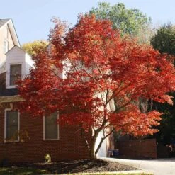 Red Japanese Maple Tree -Evergreen Trees Sales Store Japanese Maple Red 2