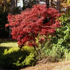 Red Japanese Maple Tree -Evergreen Trees Sales Store Japanese Maple Red 3