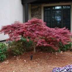 Red Dragon Japanese Maple Tree -Evergreen Trees Sales Store Japanese Maple Red Dragon 2 FGT