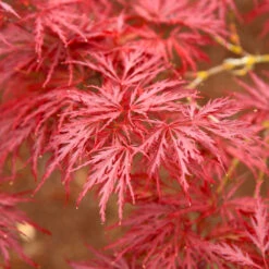 Red Dragon Japanese Maple Tree -Evergreen Trees Sales Store Japanese Maple Red Dragon 5