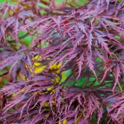 Tamukeyama Japanese Maple Tree -Evergreen Trees Sales Store Japanese Maple Tamukayama 3