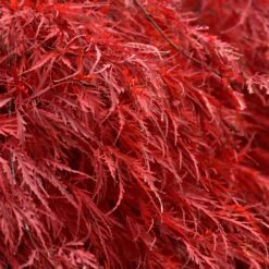 Tamukeyama Japanese Maple Tree -Evergreen Trees Sales Store Japanese Maple Tamukayama 5