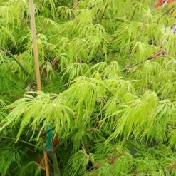 Weeping Japanese Maple 'Viridis' Tree 9 Weeping Japanese Maple 'Viridis' Tree -Evergreen Trees Sales Store Japanese Maple Viridis 2