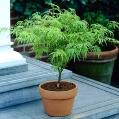 Weeping Japanese Maple 'Viridis' Tree 11 Weeping Japanese Maple 'Viridis' Tree -Evergreen Trees Sales Store Japanese Maple Viridis 4