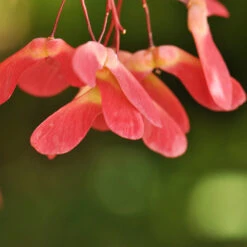 Red Select Japanese Maple Tree 11 Red Select Japanese Maple Tree -Evergreen Trees Sales Store Japanese Red Select 4