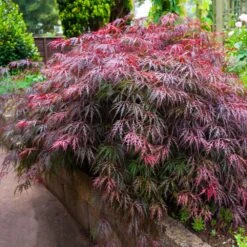 Red Select Japanese Maple Tree 8 Red Select Japanese Maple Tree -Evergreen Trees Sales Store Japanese Red Select 5
