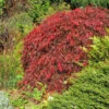 Red Select Japanese Maple Tree