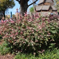 Jazz Hands® Variegated Loropetalum -Evergreen Trees Sales Store Jazz Hands loropetalum 1 FGT