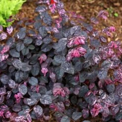 Jazz Hands® Variegated Loropetalum -Evergreen Trees Sales Store Jazz Hands loropetalum 4 FGT