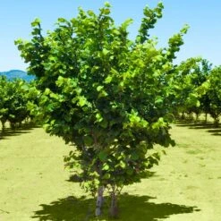 Jefferson Filbert Hazelnut Tree -Evergreen Trees Sales Store Jefferson Filbert Hazelnut 2