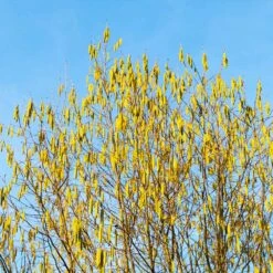 Jefferson Filbert Hazelnut Tree -Evergreen Trees Sales Store Jefferson Filbert Hazelnut 4