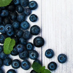 Jewel Blueberry Bush -Evergreen Trees Sales Store Jewel Blueberry 2