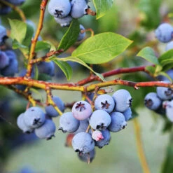 Evergreen Trees Sales Store 37 Jewel Blueberry Bush