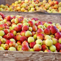 Jonagold Apple Tree -Evergreen Trees Sales Store Jonagold Apple 6