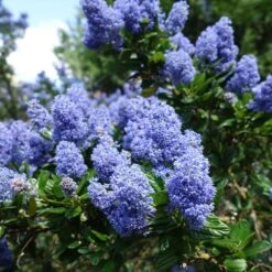Creeping Mountain Lilac -Evergreen Trees Sales Store Joyce Coulter California Lilac 2
