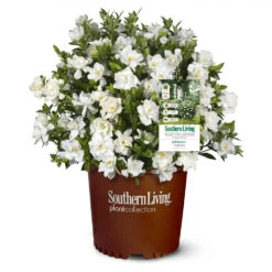 Jubilation™ Gardenia Shrub -Evergreen Trees Sales Store Jubilation Gardenia 1