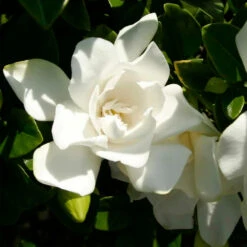 Jubilation™ Gardenia Shrub -Evergreen Trees Sales Store Jubilation Gardenia 3