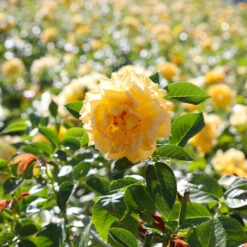 Julia Child Rose -Evergreen Trees Sales Store Julia Child Rose 4