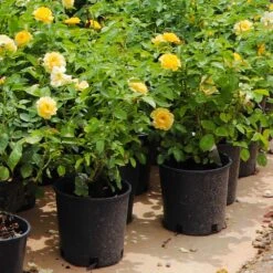 Julia Child Rose -Evergreen Trees Sales Store Julia Child Rose 7