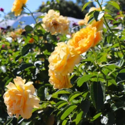 Julia Child Rose Tree 8 Julia Child Rose Tree -Evergreen Trees Sales Store Julia Child Rose Tree 8