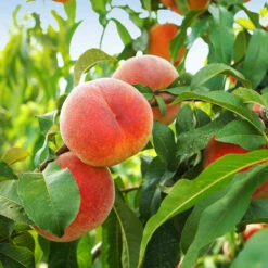 June Gold Peach Tree -Evergreen Trees Sales Store June Gold peaches 1