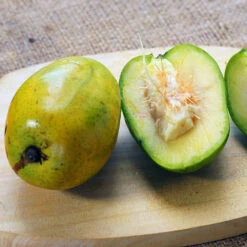 June Plum Tree -Evergreen Trees Sales Store June Plum 5