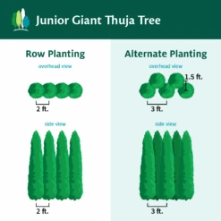 Junior Giant Thuja Tree -Evergreen Trees Sales Store JuniorGiantThujaTree