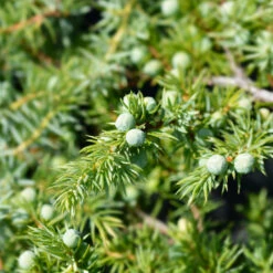 Blue Pacific Juniper -Evergreen Trees Sales Store Juniper Blue Pacific 1