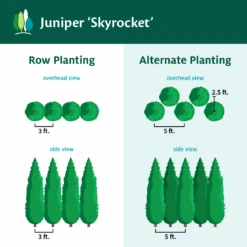 Skyrocket Junipers -Evergreen Trees Sales Store Juniper Skyrocket