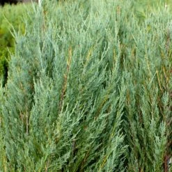 Skyrocket Junipers -Evergreen Trees Sales Store Juniper Skyrocket 4 FGT