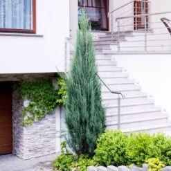 Skyrocket Junipers -Evergreen Trees Sales Store Juniper Skyrocket 6 FGT