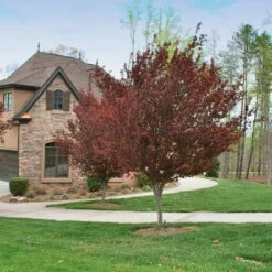 KV' Flowering Plum Tree -Evergreen Trees Sales Store KV Flowering Plum 4