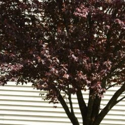KV' Flowering Plum Tree -Evergreen Trees Sales Store KV Flowering Plum 5