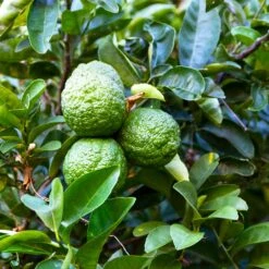 Kaffer 'Kieffer' Lime Tree -Evergreen Trees Sales Store Kaffir Lime 6